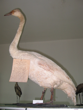 Cigno imbalsamato nel 1903